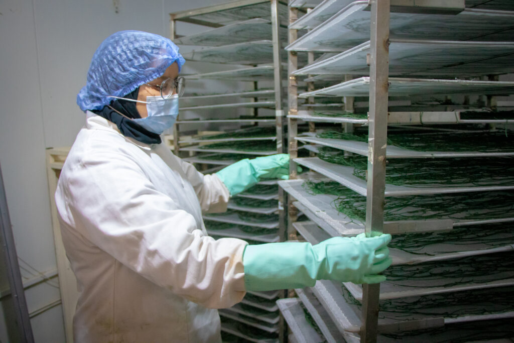 Séchage de la spiruline dans l’atelier Eden Life