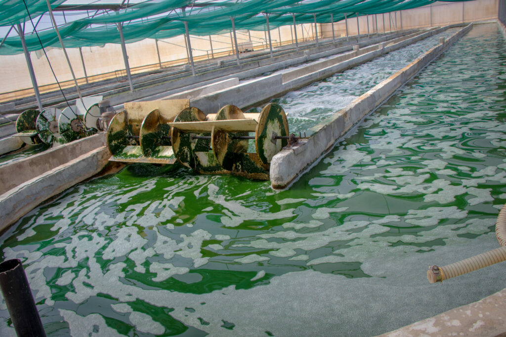 Bassins de culture de spiruline Eden Life